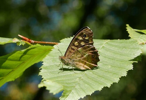 Speckled Wood