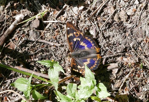 Lesser Purple Emperor