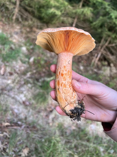 Lactarius deliciosus — (c) Marius K., some rights reserved (CC BY)