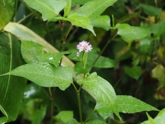 Persicaria thunbergii