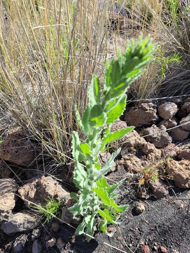 Heterotheca grandiflora observed 2026-09-19