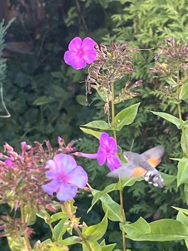 Eurasian Hummingbird Hawkmoth