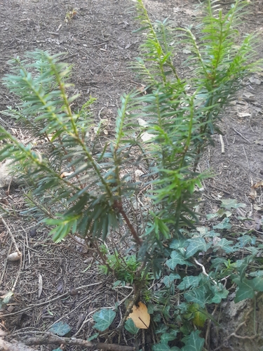 common yew