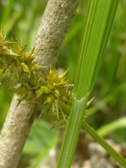Carex laevivaginata