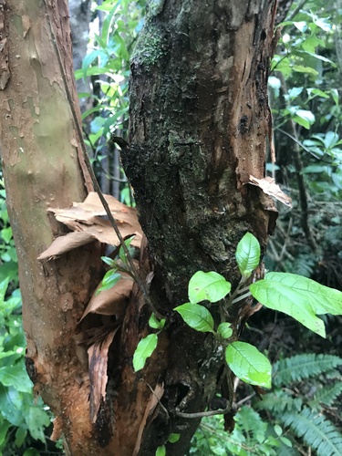 Fuchsia excorticata
