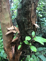 Fuchsia excorticata
