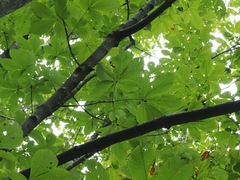 Aesculus turbinata