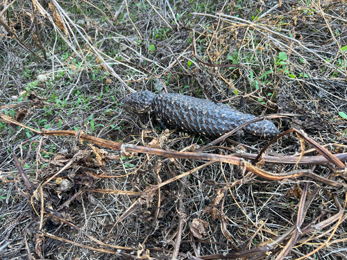 Shingleback