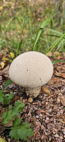 Pestle Puffball