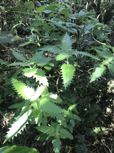Urtica ferox, photograph 2