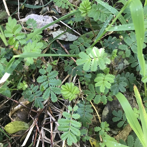 Acaena anserinifolia