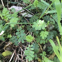 Acaena anserinifolia