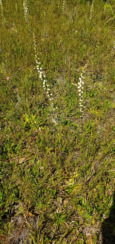 Image of Aletris obovata by (c) Laura Gaudette, some rights reserved (CC BY)