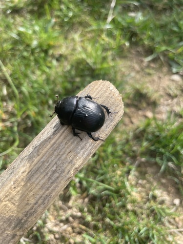 Woodland Dor Beetle