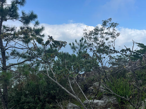 Rhus hypoleuca, 2026-09-19