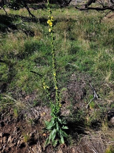 Verbascum virgatum observed 2026-09-19
