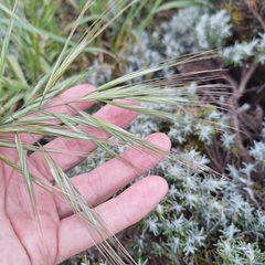Bromus diandrus, photograph (c) Greg Tasney, some rights reserved (CC BY-SA)
