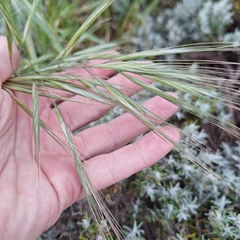 Bromus diandrus, photograph (c) Greg Tasney, some rights reserved (CC BY-SA)