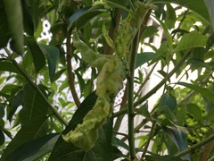 Ectopsocus californicus