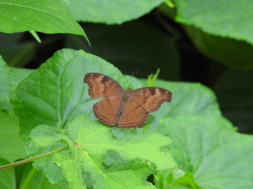 Chocolate Pansy