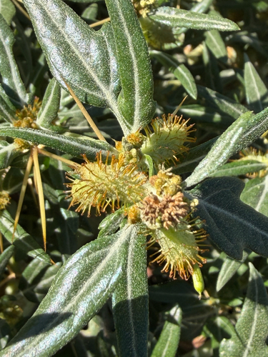 spiny cocklebur