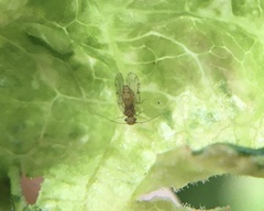 Ectopsocus californicus