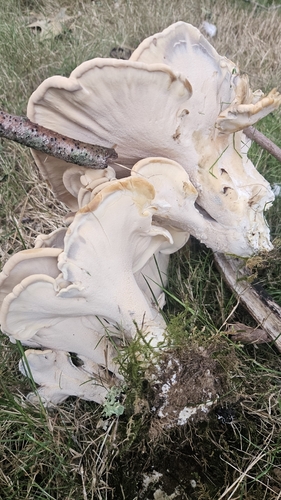 Giant Polypore