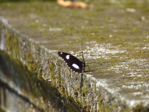 Great Eggfly