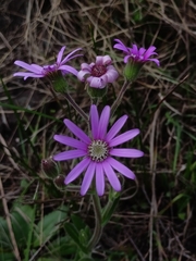 Senecio speciosus