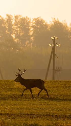 Red Deer