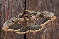 Saturnia pyri