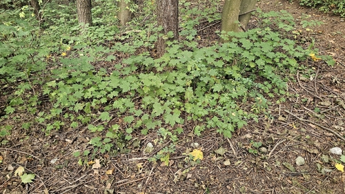 Norway maple