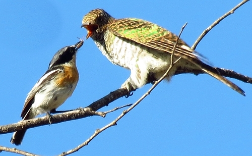 iNaturalist image