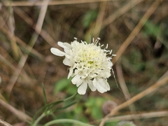 Scabiosa ochroleuca, photograph author not stated, no rights reserved