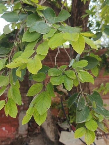 Indian elm