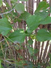 Smilax excelsa