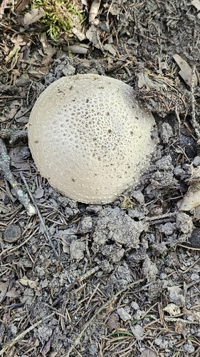 Solitary Amanita