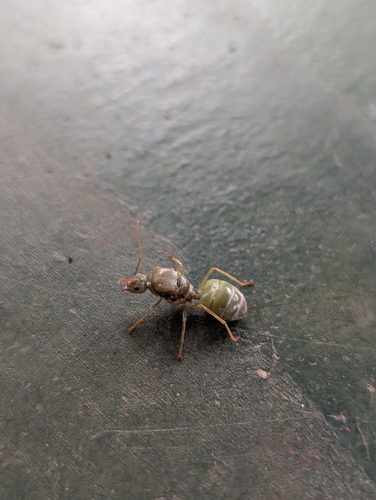 Asian Weaver Ant