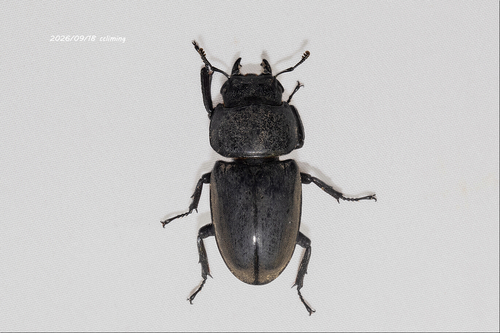 Serrognathus titanus platymelus