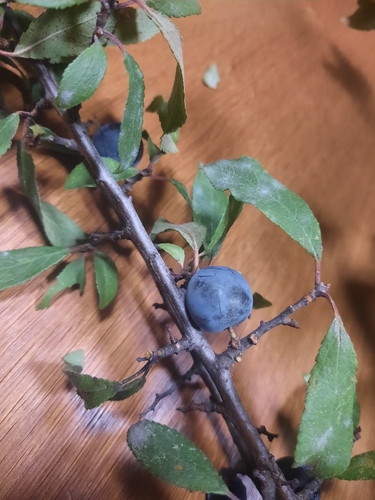 Blackthorn