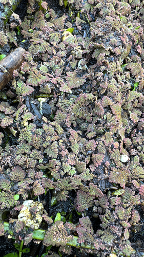 Azolla pinnata