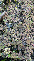 Azolla pinnata