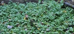 Berula erecta