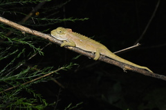 Bradypodion thamnobates