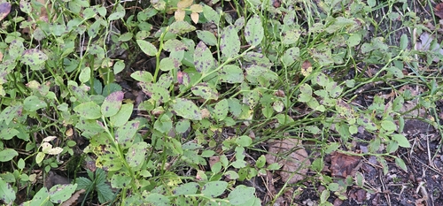 common bilberry