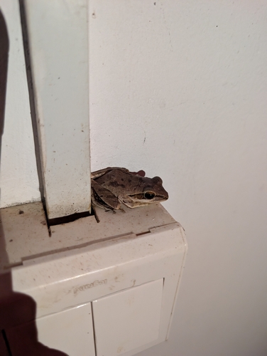 Chunam Tree Frog