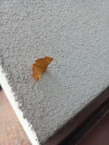 Large Thorn