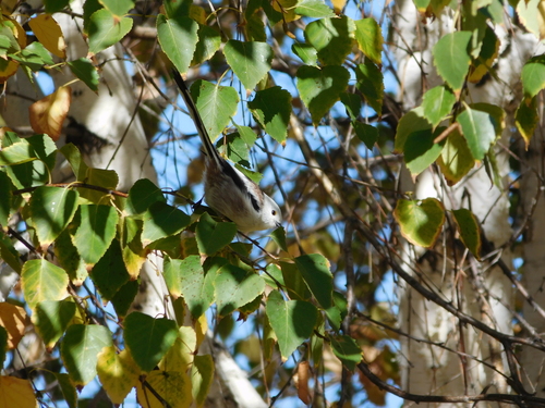 Long-tailed Tit