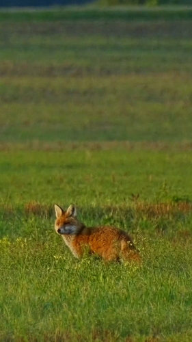 Red Fox