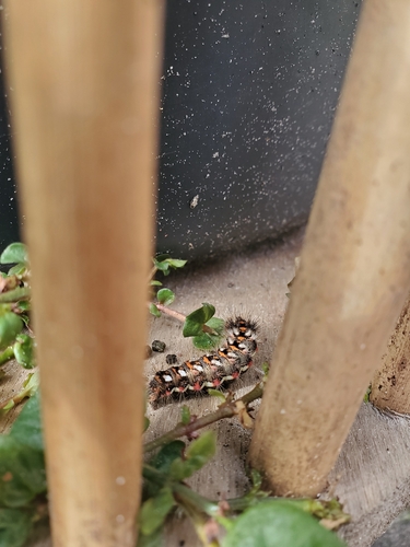 Knot Grass Moth